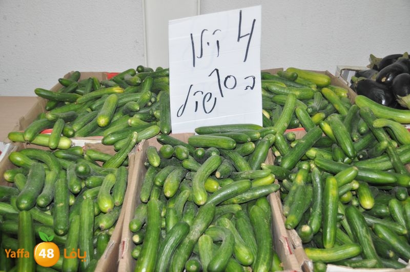 setona2y 830 (7).JPG